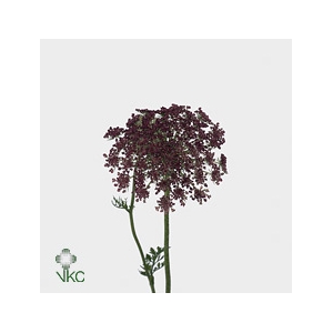 DAUCUS CAROTA DARA