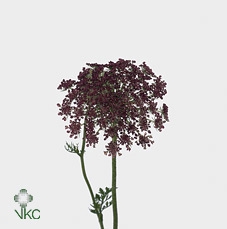 DAUCUS CAROTA DARA