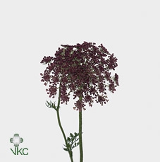 DAUCUS CAROTA DARA 70CM