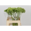 Ammi Visnaga Green Mist