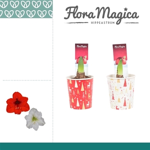 Amaryllis Mix 1 knop in kerstbeker KERST
