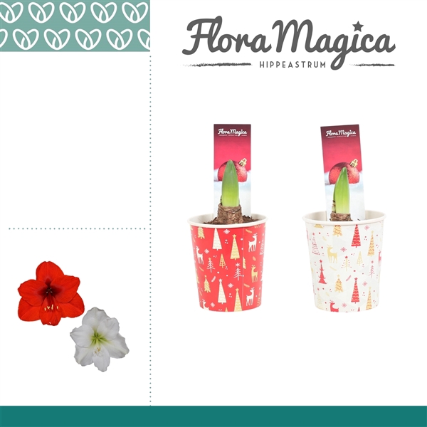<h4>Amaryllis Mix 1 knop in kerstbeker KERST</h4>
