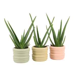 7502483: Solutionss Contradiction