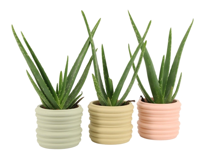 <h4>7502483: Solutionss Contradiction</h4>