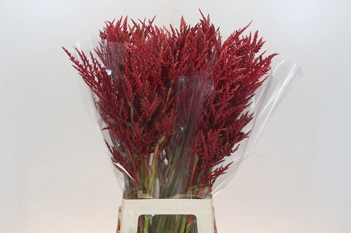 <h4>Bromelia Red Paloma</h4>