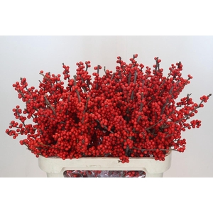 Ilex Rood