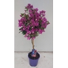 BOUGAINV ALEXANDRA