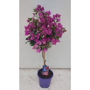 BOUGAINV ALEXANDRA