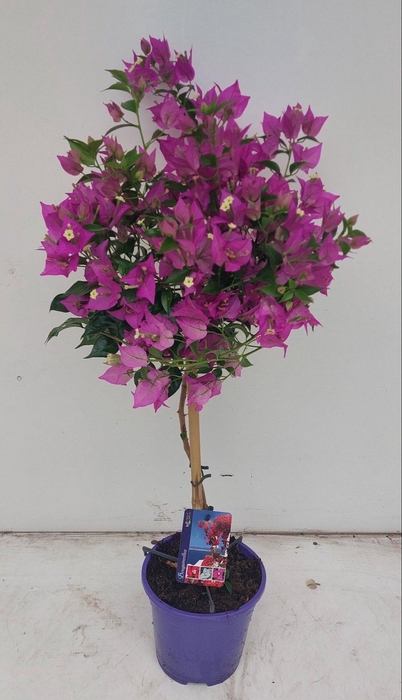 <h4>BOUGAINV ALEXANDRA</h4>