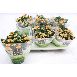 Kalanchoe Perfecta Orange