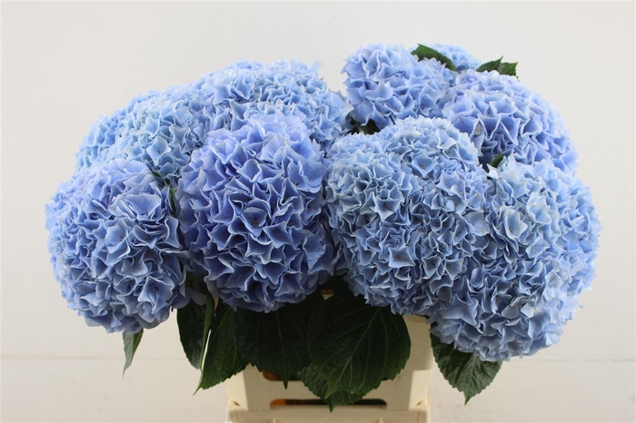<h4>Hydr M Pi Floyd Blue 65-20</h4>