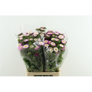 Callis Mats Light Pink