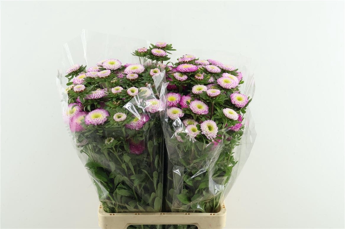 <h4>Callis Mats Light Pink</h4>