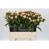 Paeonia Catharina Fontijn