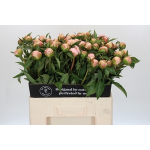 Paeonia Catharina Fontijn