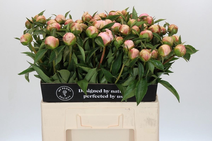 <h4>Paeonia Catharina Fontijn</h4>
