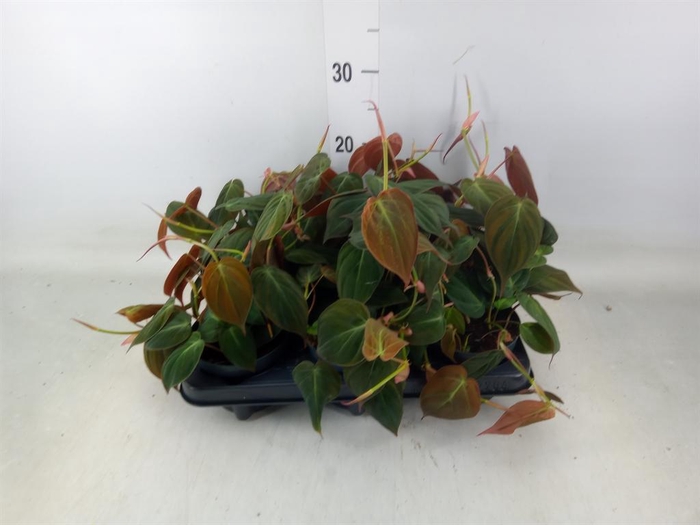 <h4>Philodendron scand. subsp. micans</h4>
