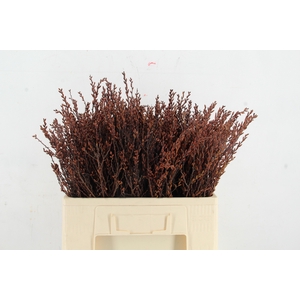 MYRICA GALE (GAGEL) SELECTED 055CM