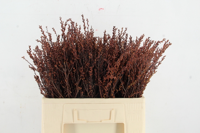 <h4>MYRICA GALE (GAGEL) SELECTED</h4>