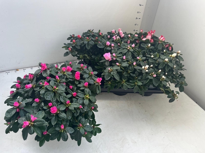 <h4>RHODO SI GEM</h4>