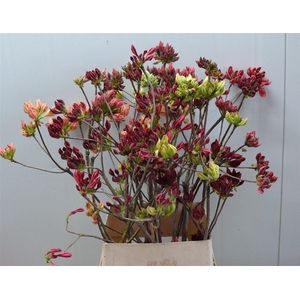 Rhodo ( Azalea ) Mix 140cm P Stem