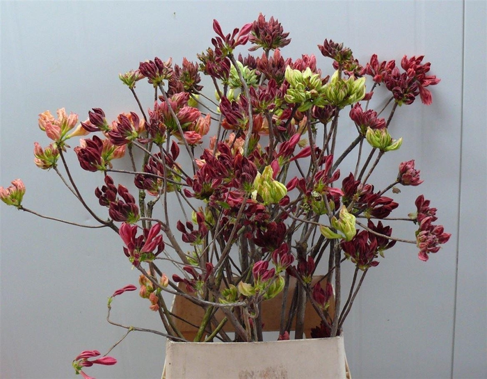 <h4>Rhodo ( Azalea ) Mix 120cm P Stem</h4>