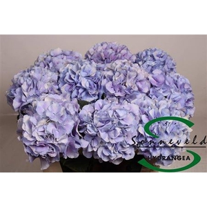 Hydr M Royal Supreme