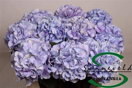 <h4>Hydr M Royal Supreme</h4>