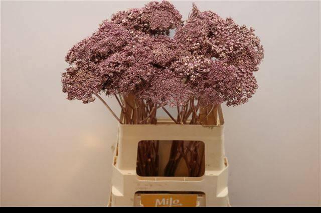 <h4>AMMI VIS GREEN MIST</h4>