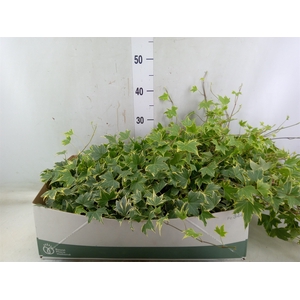 Hedera helix 'Yellow Ripple'