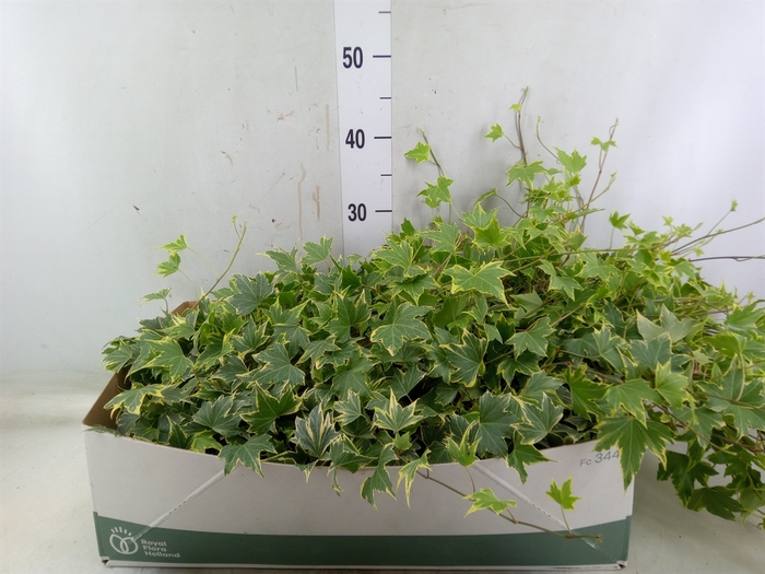 Hedera helix 'Yellow Ripple'