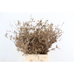 BAMBOE PER STEM 045CM