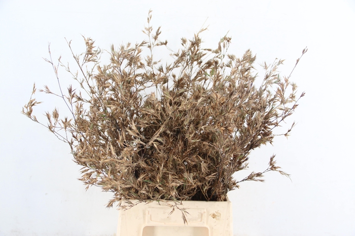 <h4>BAMBOE PER STEM 045CM</h4>