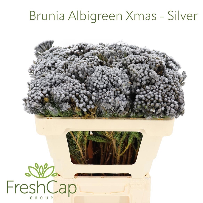<h4>Brunia Albigreen Xmas - Silver</h4>