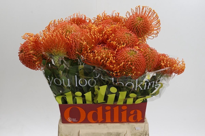 Nutans Ayoba Orange Zest