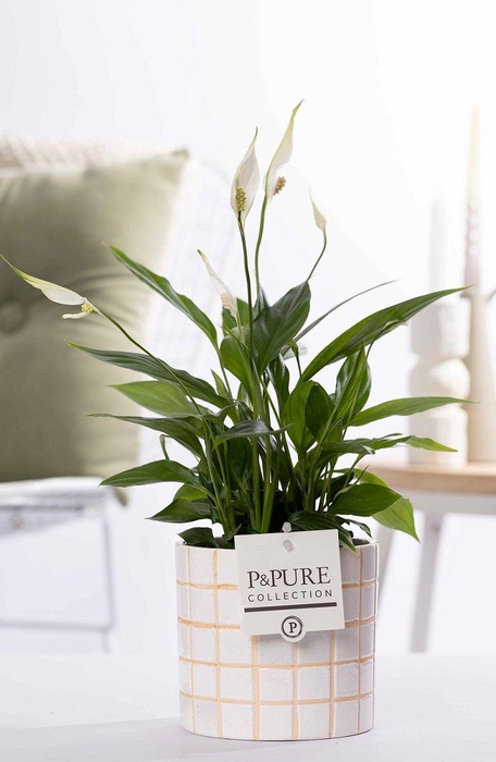 <h4>Spathiphyllum Korto in P&PURE Tirza ceramics</h4>
