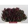 Leucadendron Saf Sunset Dark Red