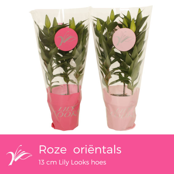<h4>Lilium oriëntal mix 13 cm Lily Looks hoes (or. lelie)</h4>