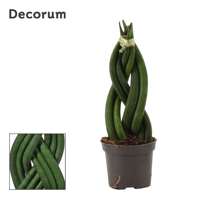 <h4>Sansevieria Cylindrica 6 cm Braid (Decorum)</h4>