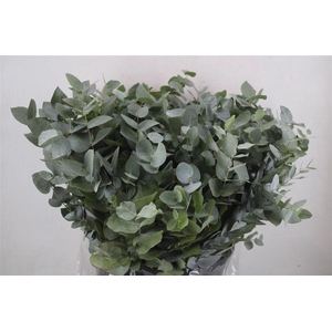 Euca Cinerea Short 300gr P Bunch