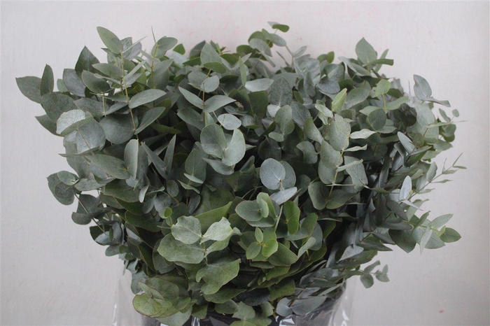 <h4>Euca Cinerea Short 300gr P Bunch</h4>