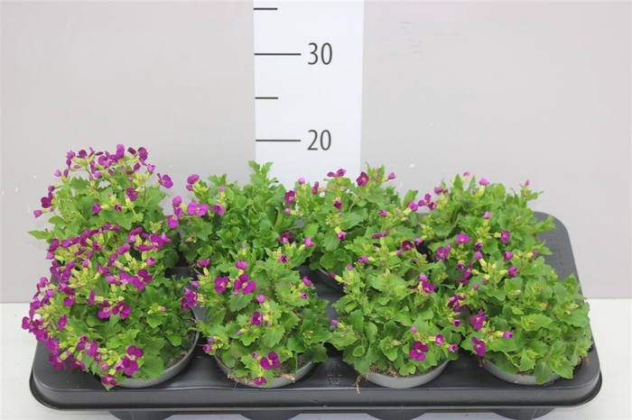 <h4>Arabis Caucasica Purple</h4>