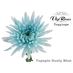 Chr G Topspin Dusty Blue