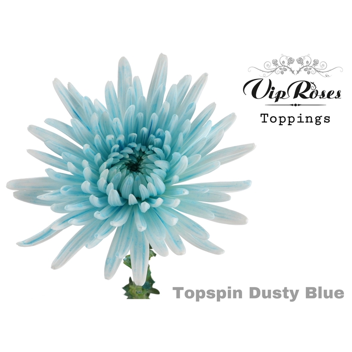 <h4>Chr G Vip Topspin Dusty Blue</h4>