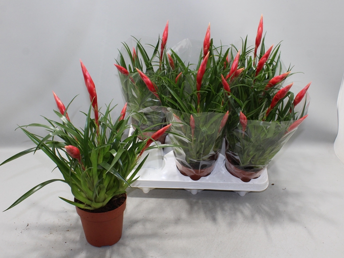 <h4>VRIES ASTRID</h4>