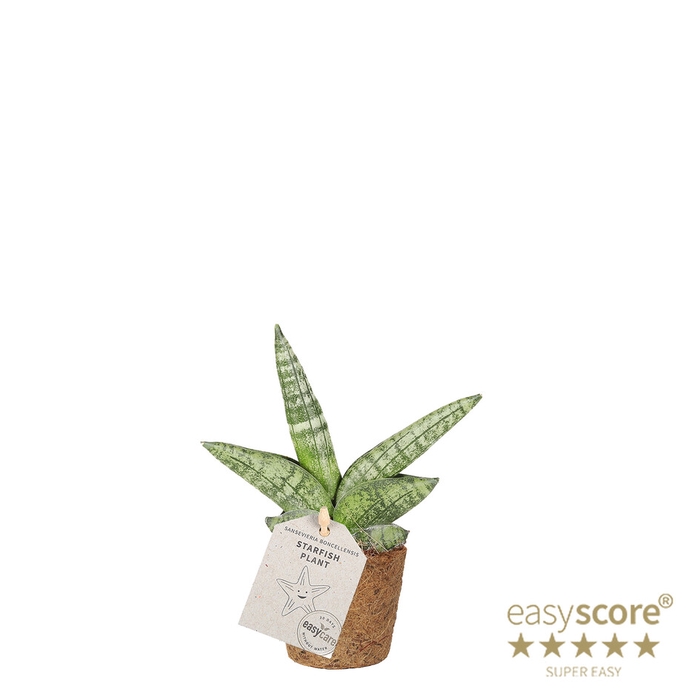 <h4>SANSEVIERIA BONCELLENSIS P20</h4>