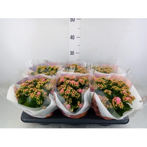 Kalanchoe blos. 'RosDon Alano'