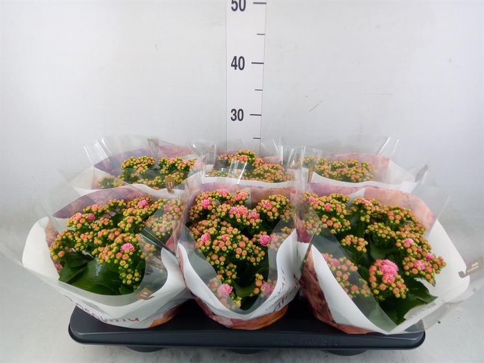 <h4>Kalanchoe blos. 'RosDon Alano'</h4>