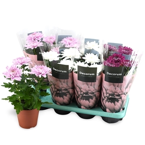 Decorum Chrysanne® Zembla Pink-Purple-White Mix