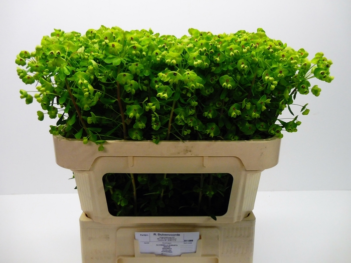 <h4>Euph X Martini</h4>